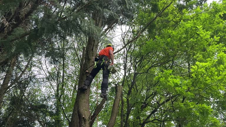 Best Leaf Removal  in Richmond, IL